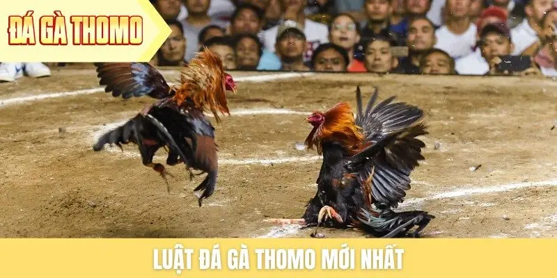 Luật đá gà Thomo mới nhất