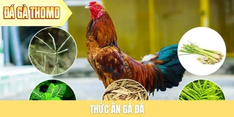 Thức ăn gà đá