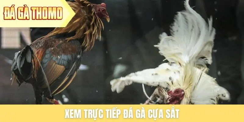 Xem trực tiếp đá gà cựa sắt